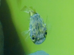 サカナ