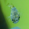 サカナ