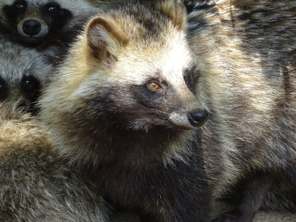 タヌキ