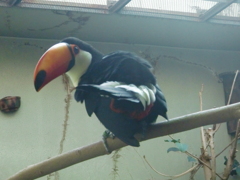 オニオオハシ