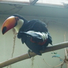 オニオオハシ