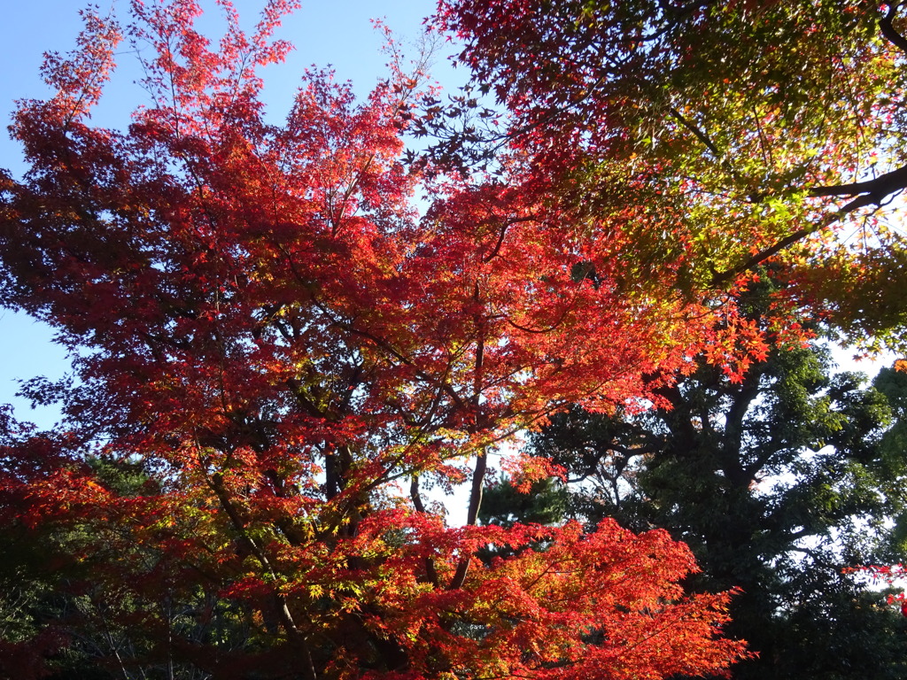 京都・紅葉