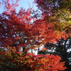 京都・紅葉