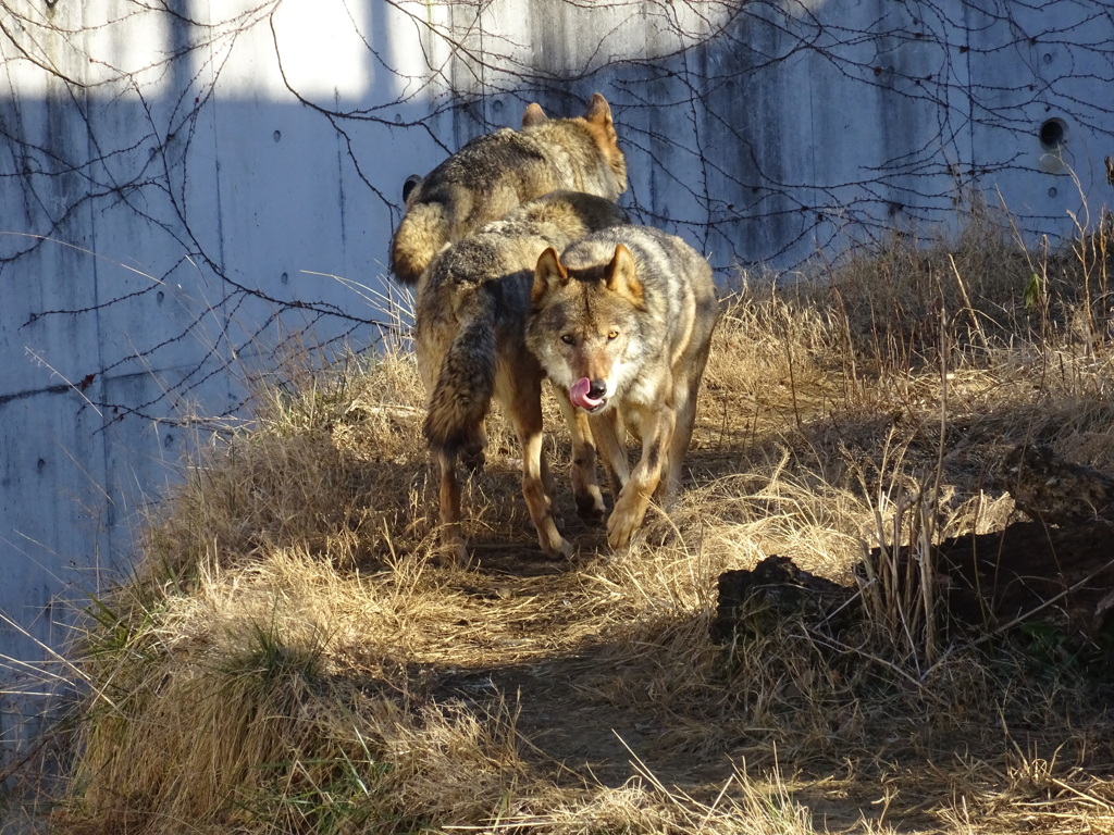 オオカミ