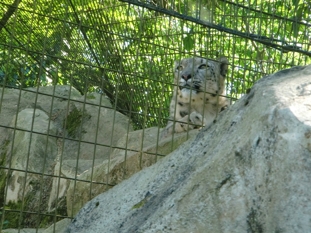 ユキヒョウ