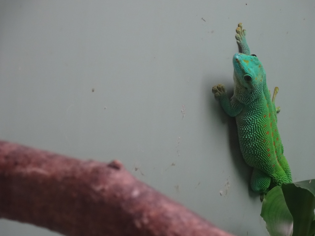 ハチュウルイ
