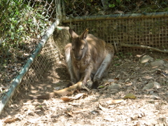 カンガルー