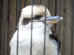 ワライカワセミ