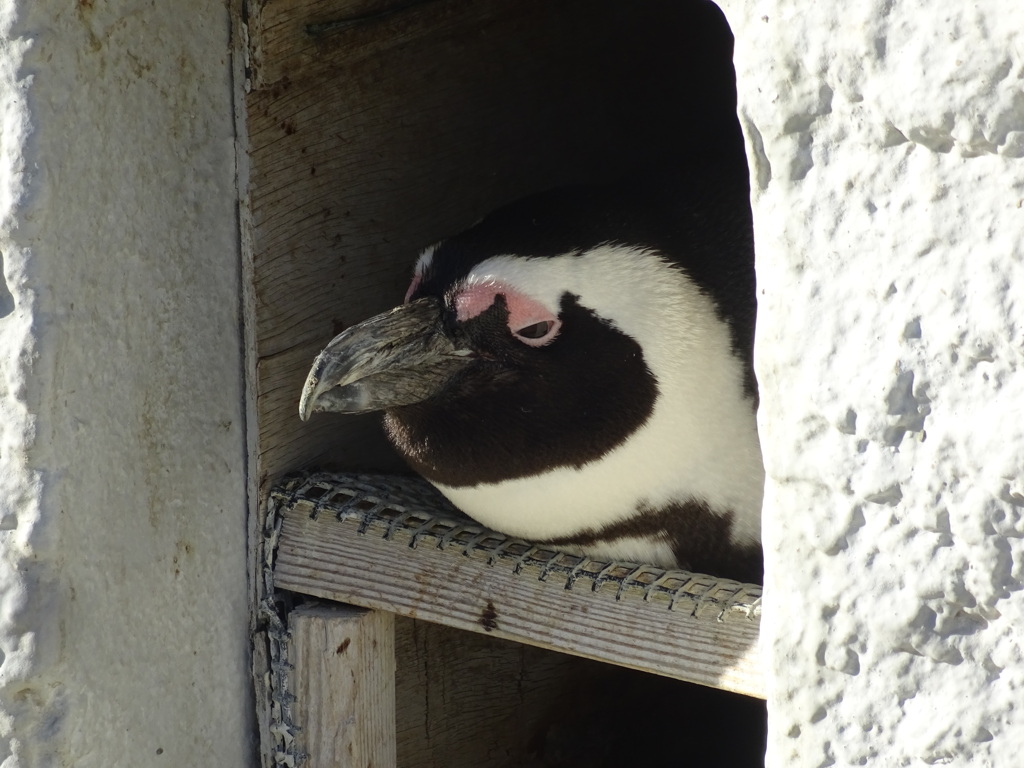 ペンギン