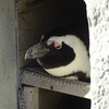ペンギン
