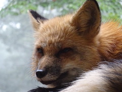 キツネ