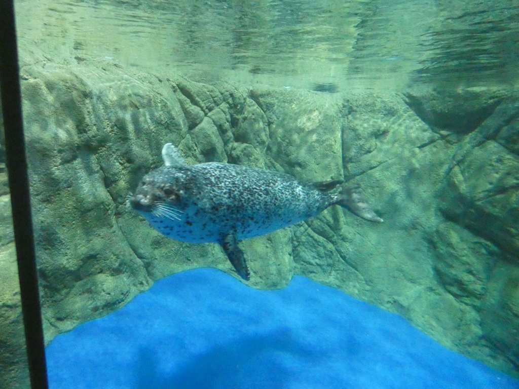 アザラシ