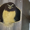 トリ