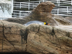ペンギン