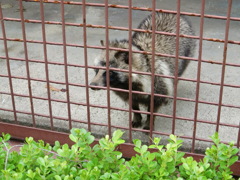 タヌキ