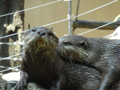 カワウソ