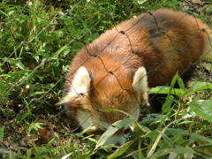 レッサーパンダ
