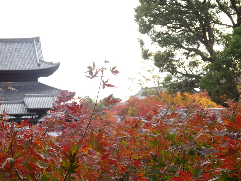 京都・紅葉