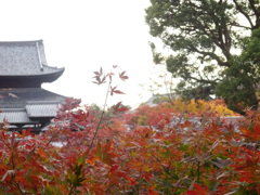 京都・紅葉