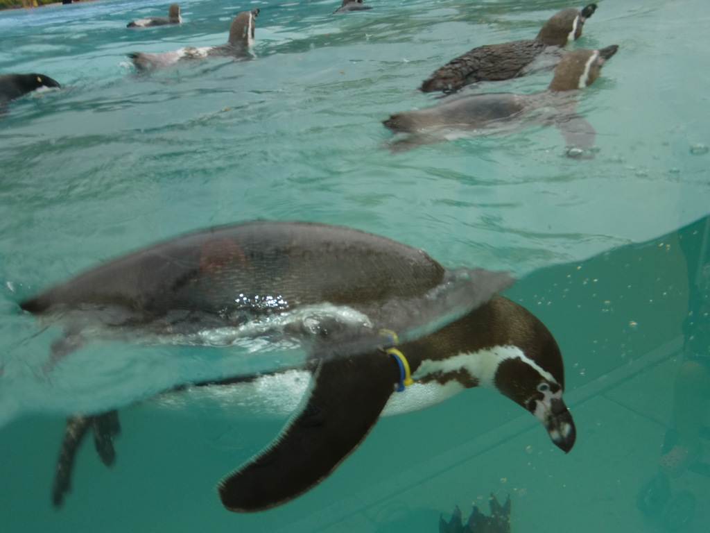 ペンギン