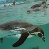 ペンギン