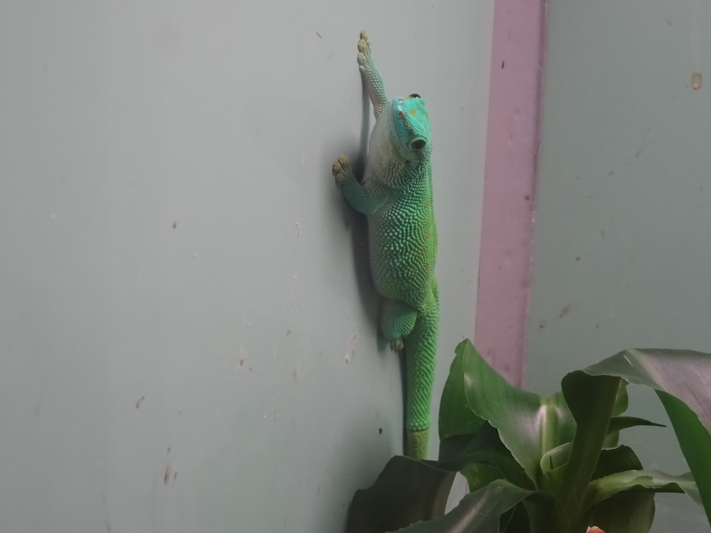 ハチュウルイ