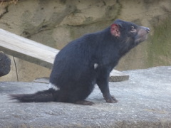 タスマニアデビル