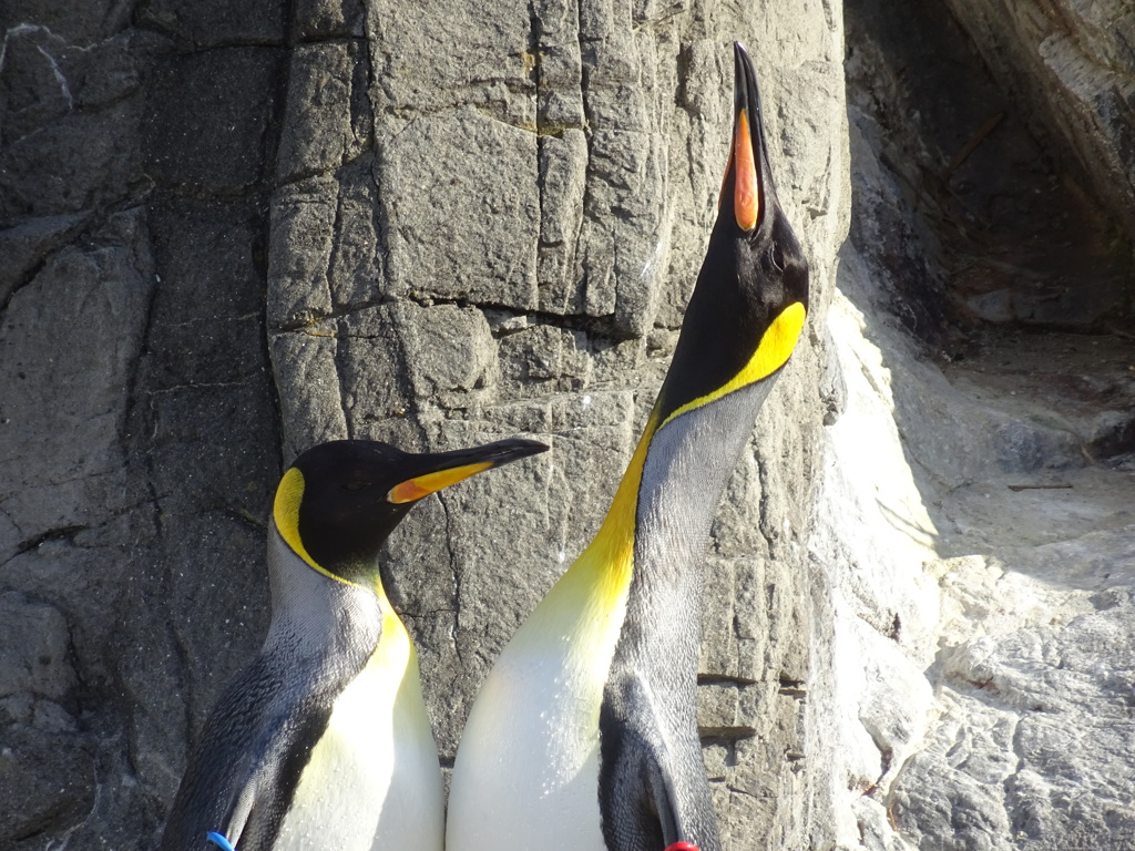 ペンギン