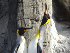 ペンギン