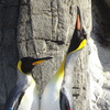 ペンギン