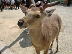 シカ