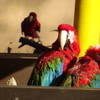 インコ
