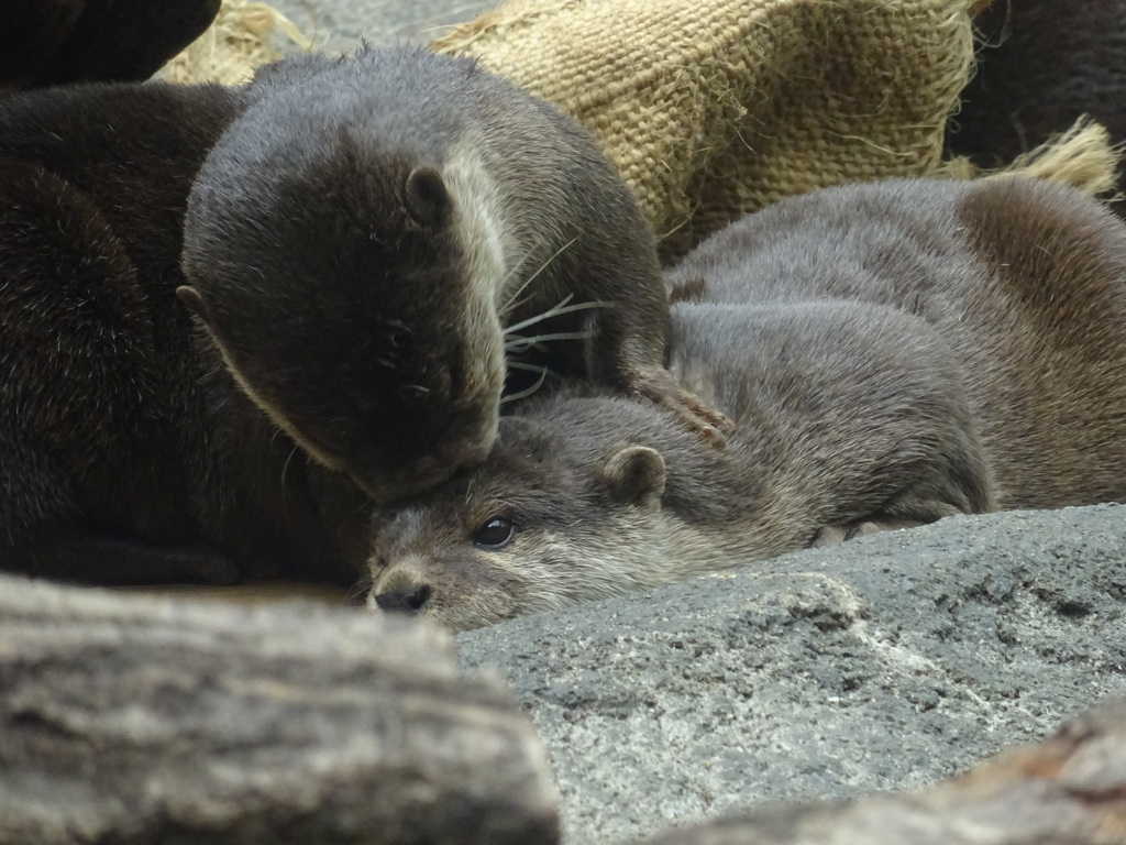 カワウソ