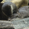 カワウソ