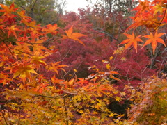 紅葉