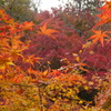 紅葉