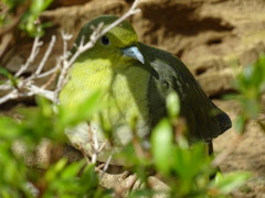 トリ