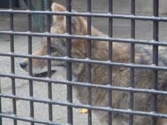オオカミ
