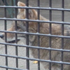 オオカミ