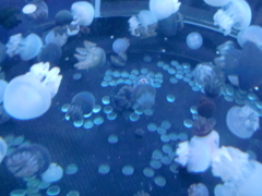 クラゲ