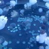 クラゲ