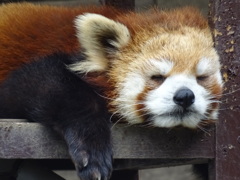 レッサーパンダ