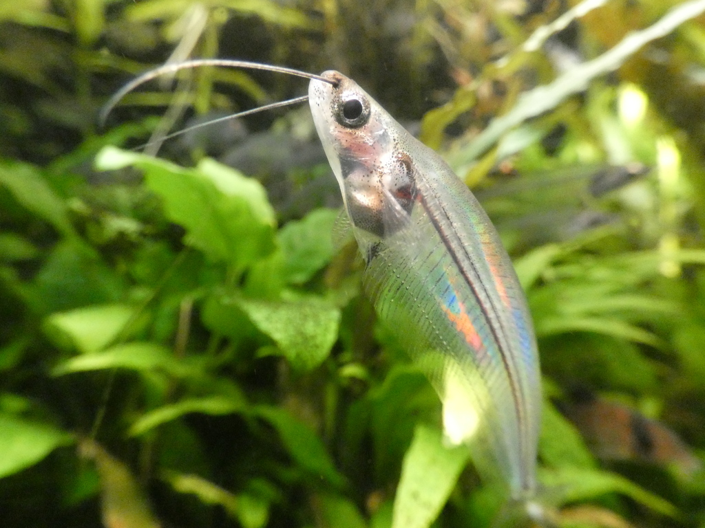 サカナ