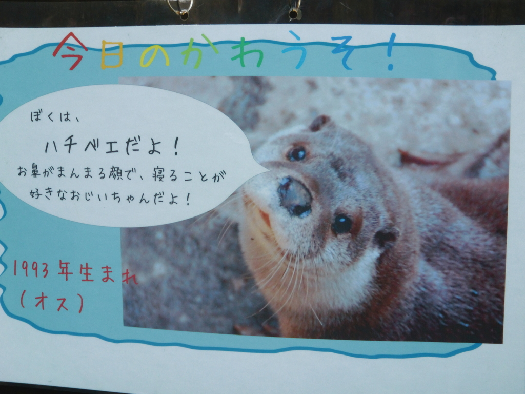 カワウソ