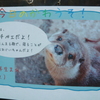 カワウソ