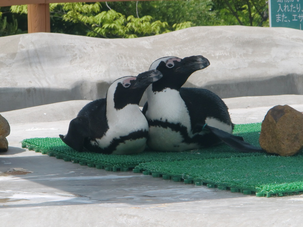 ペンギン