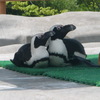 ペンギン
