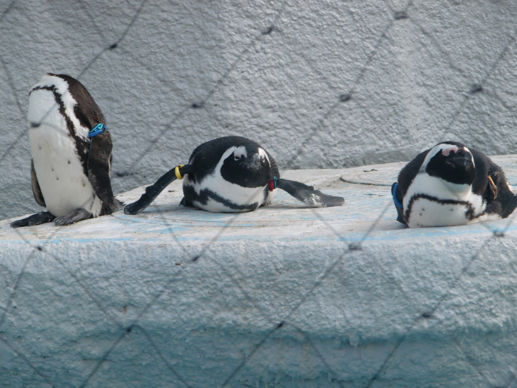 ペンギン