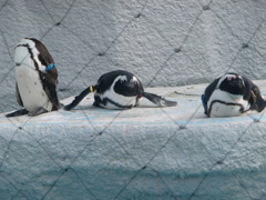ペンギン