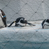 ペンギン